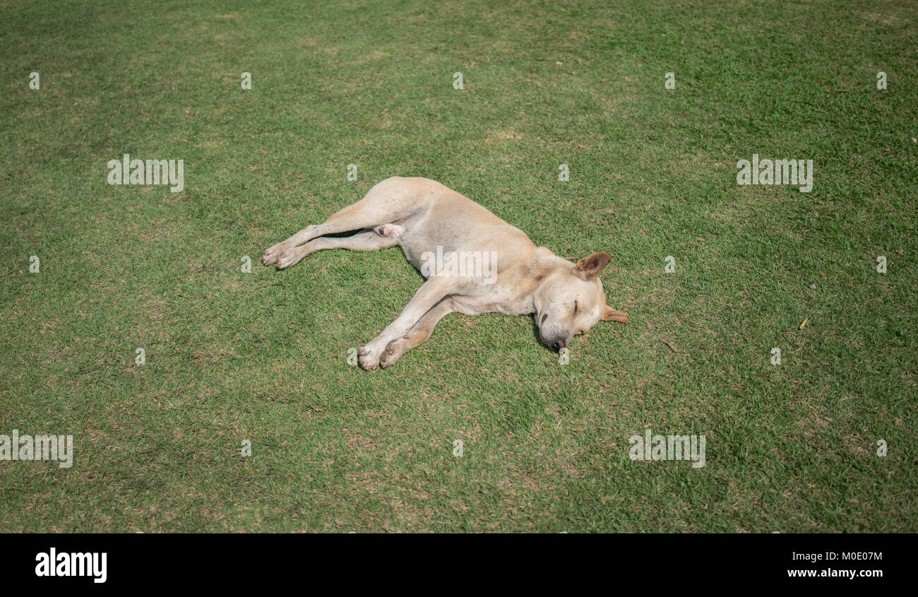 Inländische thai Hund schlafen auf grünem Gras Stockfoto