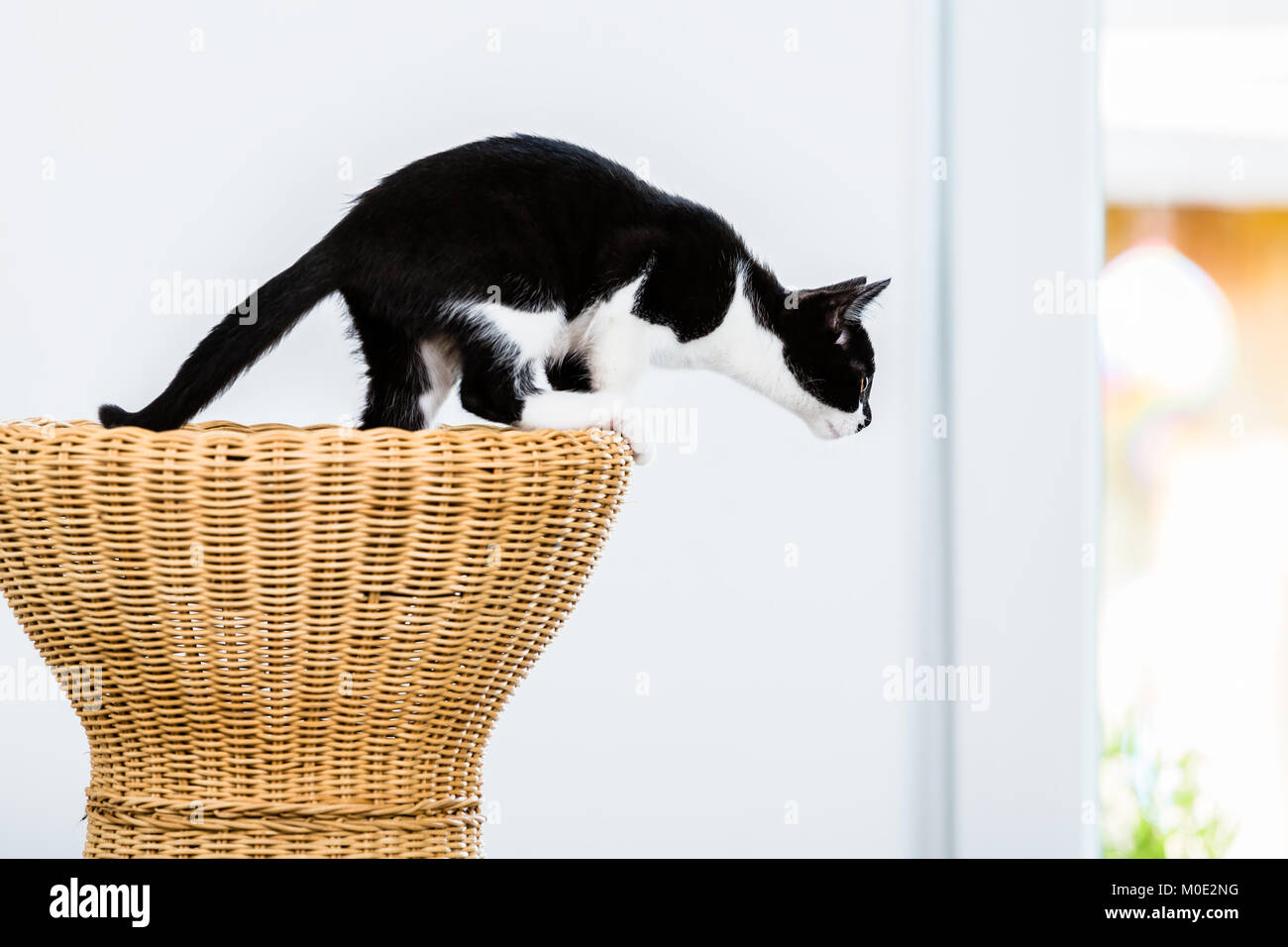Katze aus Rattan Stuhl zu springen Stockfoto