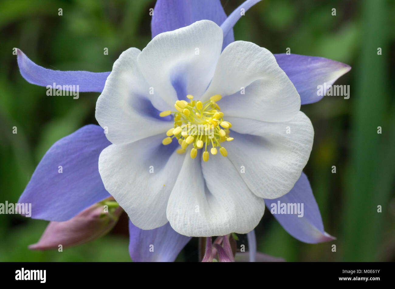 Origami Blaue und Weiße Akelei Blume Stockfoto