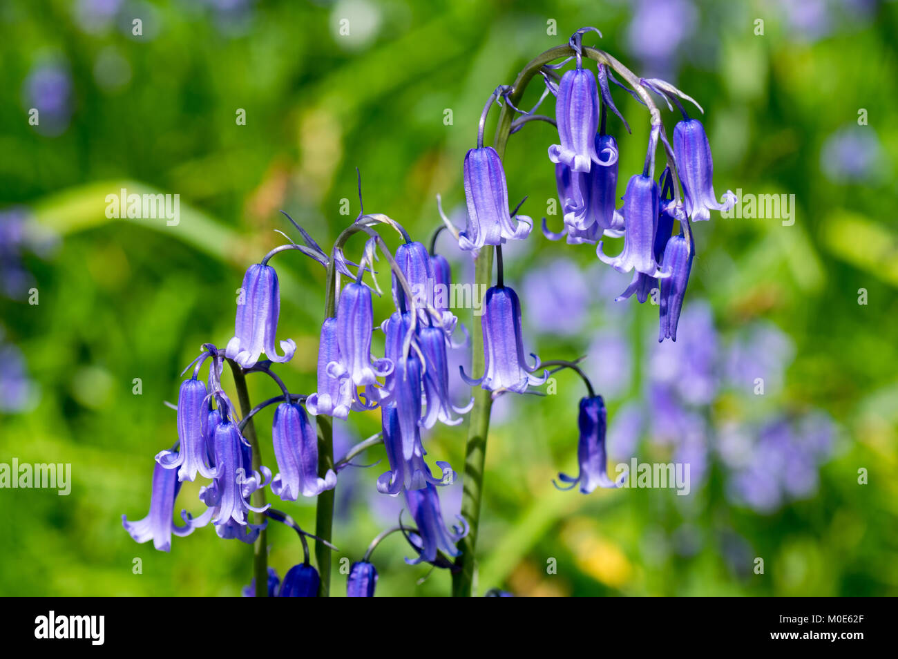 Bluebell Blumen in Nahaufnahme Stockfoto