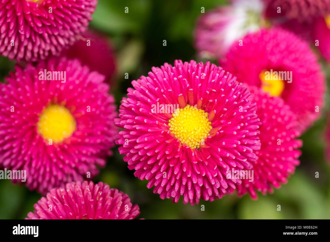 Rosa Englisch Daisy Red Pom Pom Blumen Stockfoto