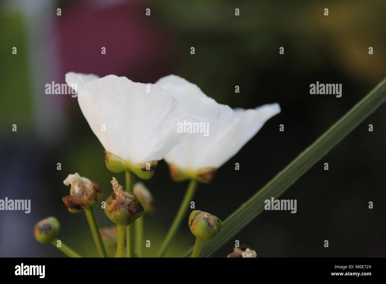 Wasser jasmin Seite groß Stockfoto