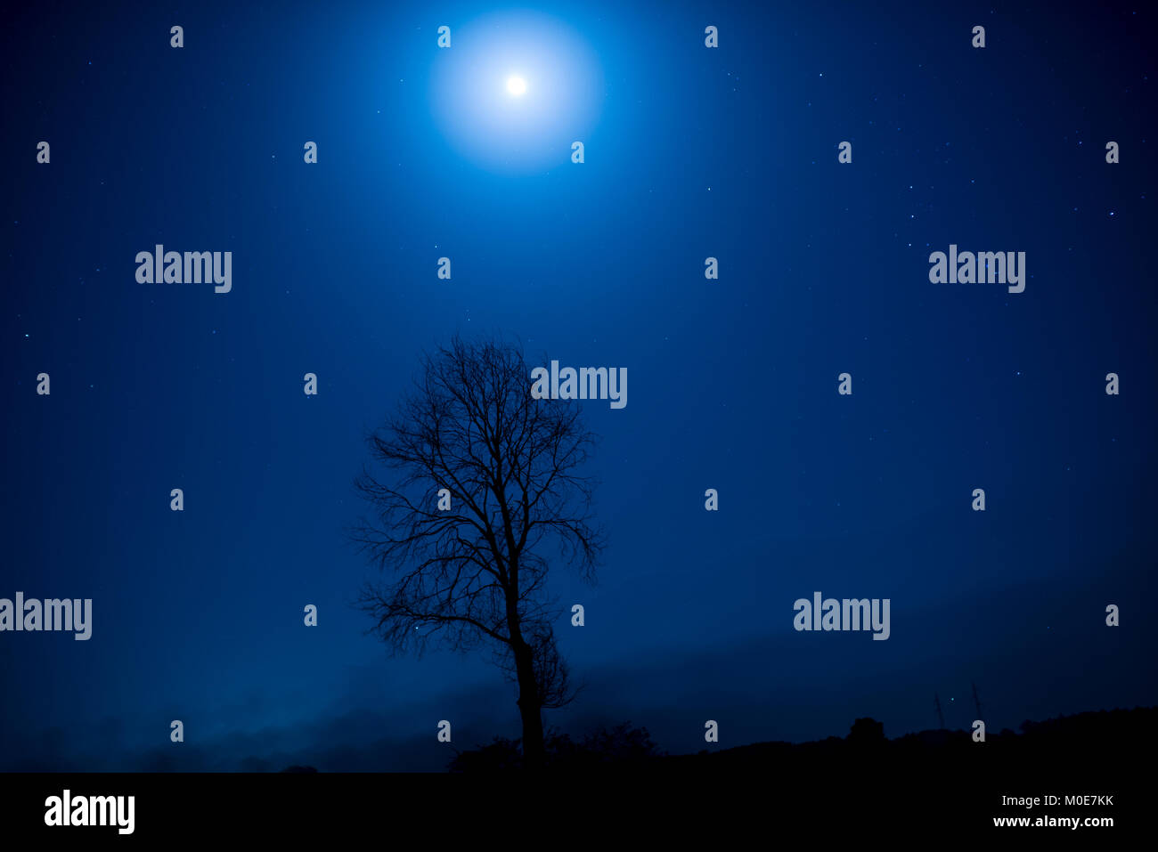 Nacht Silhouette der Baum auf ein Mondlicht Stockfoto