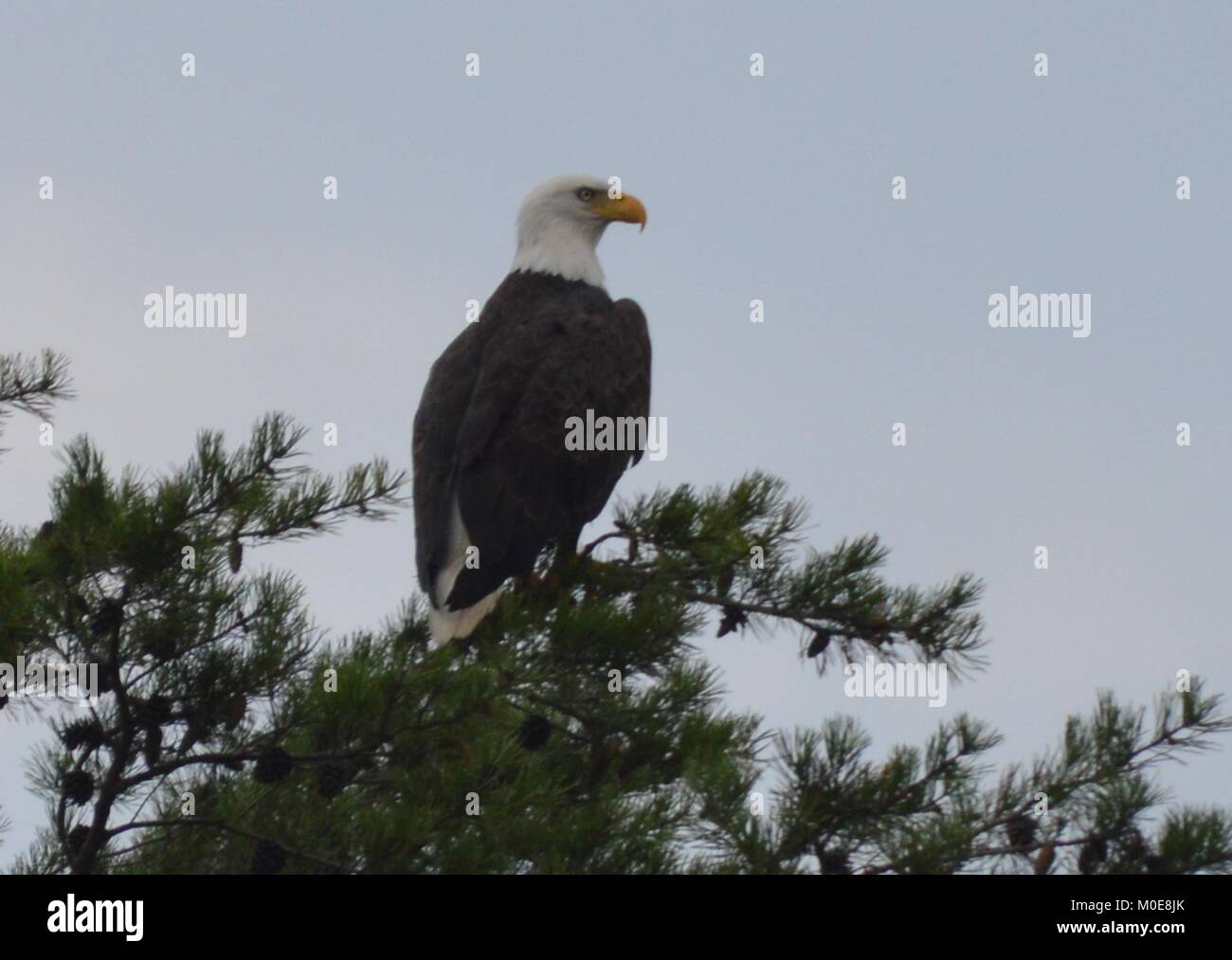 Der Weißkopfseeadler Stockfoto