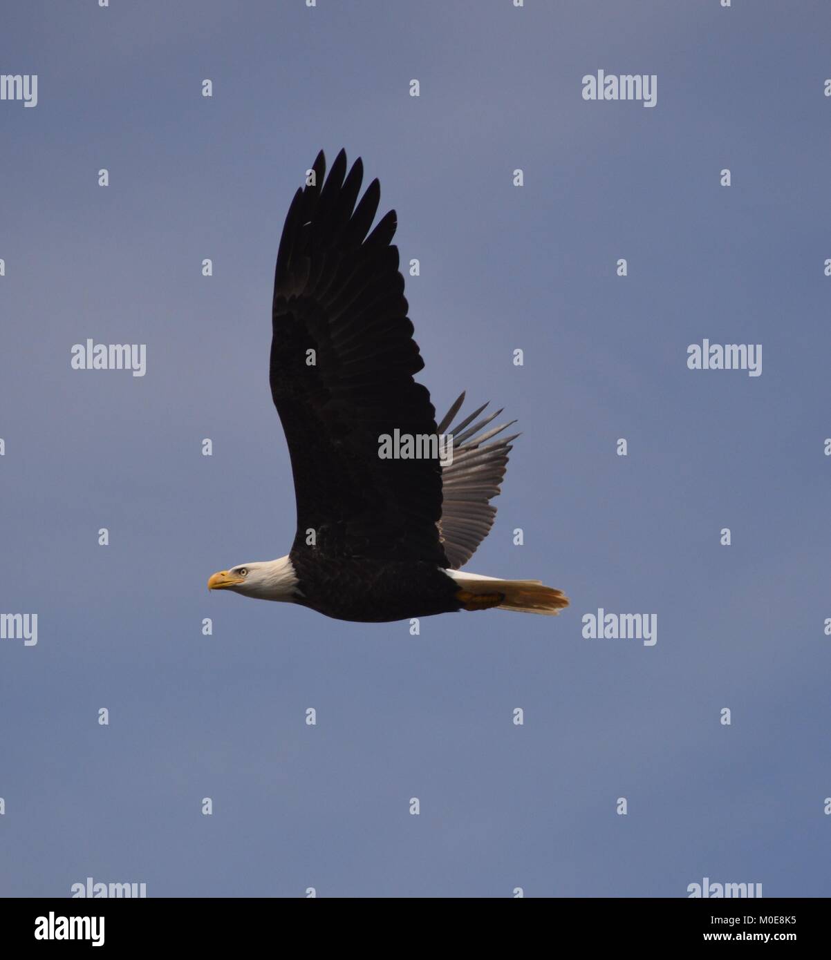 Der Weißkopfseeadler Stockfoto