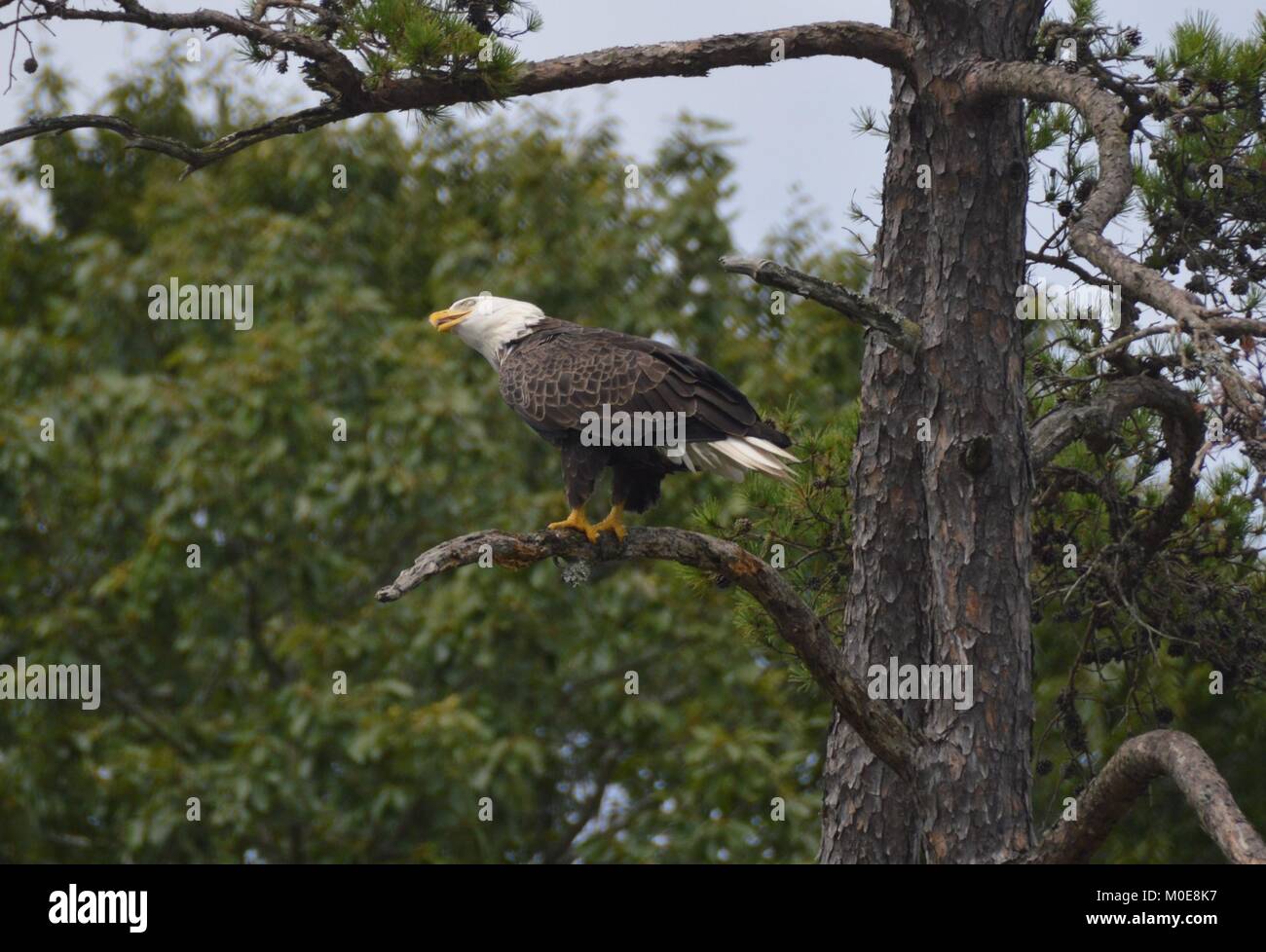 Der Weißkopfseeadler Stockfoto