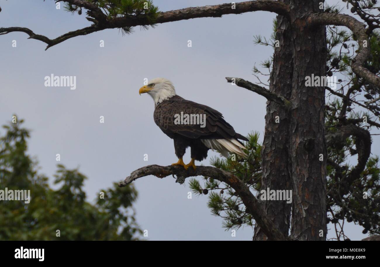 Der Weißkopfseeadler Stockfoto