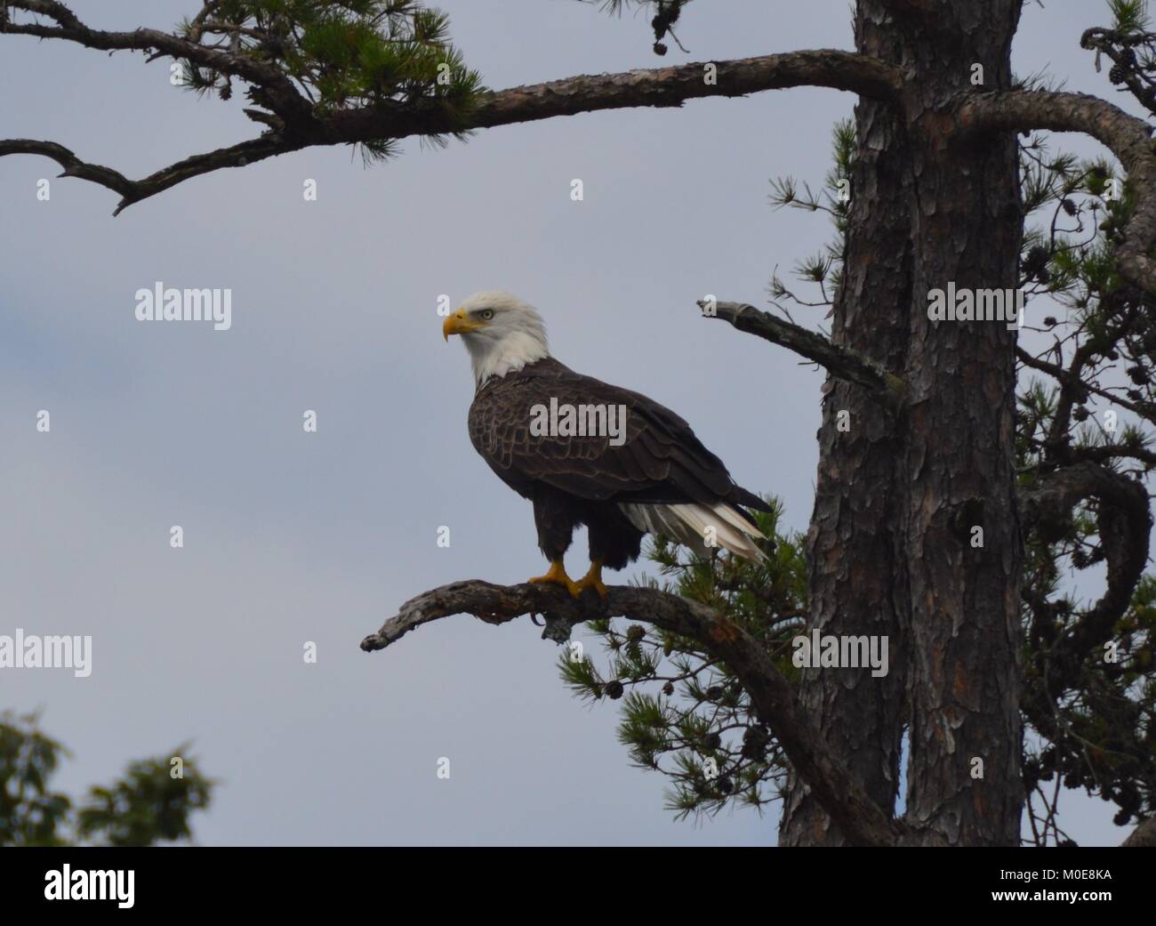 Der Weißkopfseeadler Stockfoto