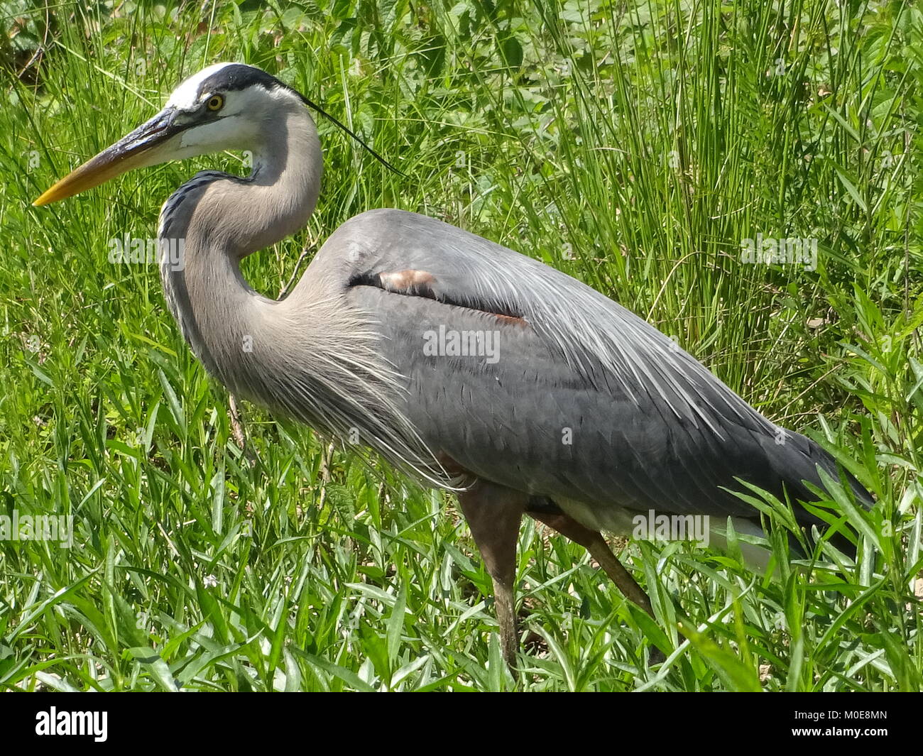 Die hohen, langbeinige Great Blue Heron ist die häufigsten und größten der Nordamerikanischen Reiher. Reiher im Flug haben langsamen Flügelschlägen. Sie essen Fisch. Stockfoto