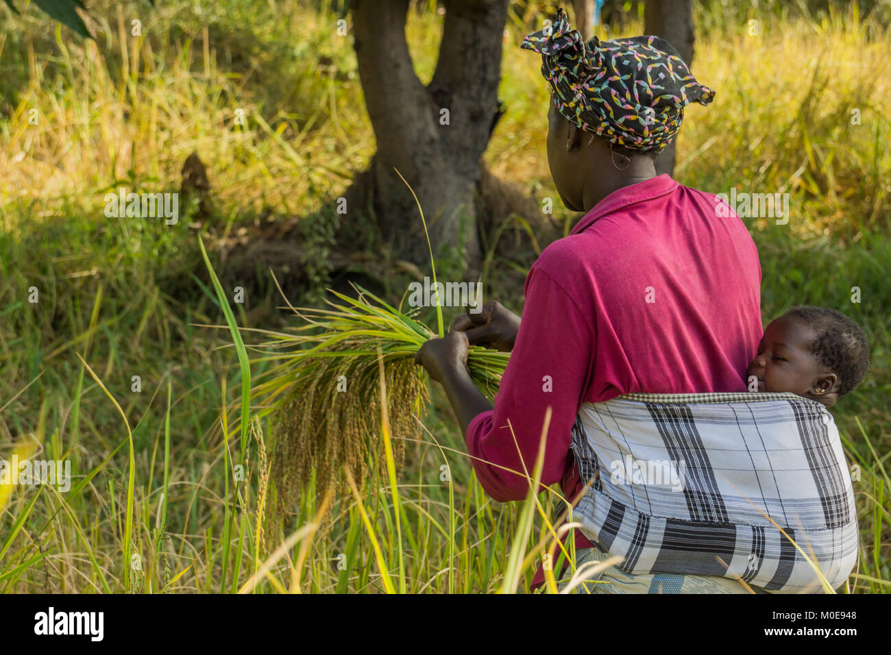 Eine afrikanische Frau arbeitet in den Reisfeldern von Gambia mit Ihrem Kind zu ihr zurück gesichert. Stockfoto