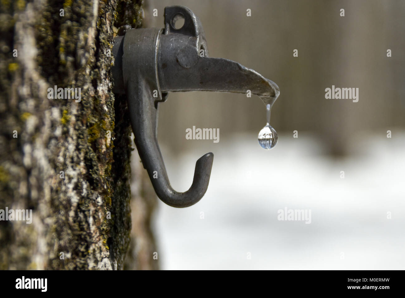 Süße ahorn Wasser tropft aus einem Auslauf in einem Baum geklopft, Lupe, der Wald der Hintergrund. Stockfoto