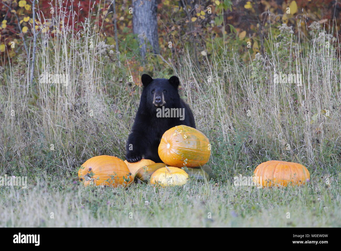 Zurück bear stehend in einem Stapel der Kürbisse Stockfoto