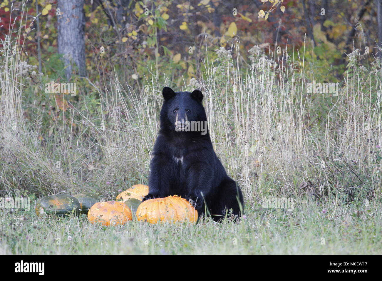 Schwarzer Bär sitzend mit seinen Pfoten auf einem Kürbis Stockfoto