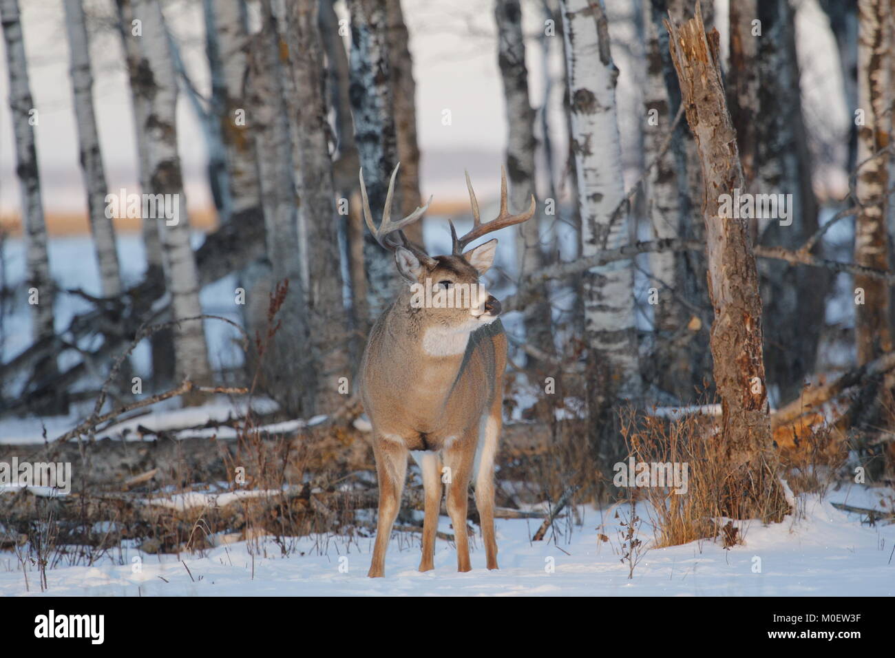 Whitetail Buck mit großen Geweih in seinem natürlichen Lebensraum stehen Stockfoto