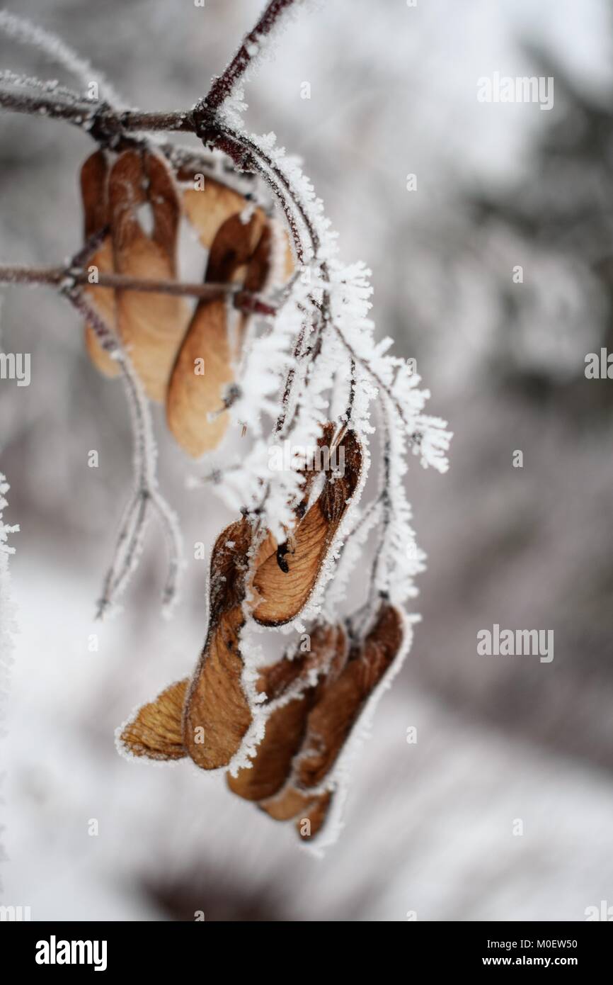 Frosty seed Pod Stockfoto