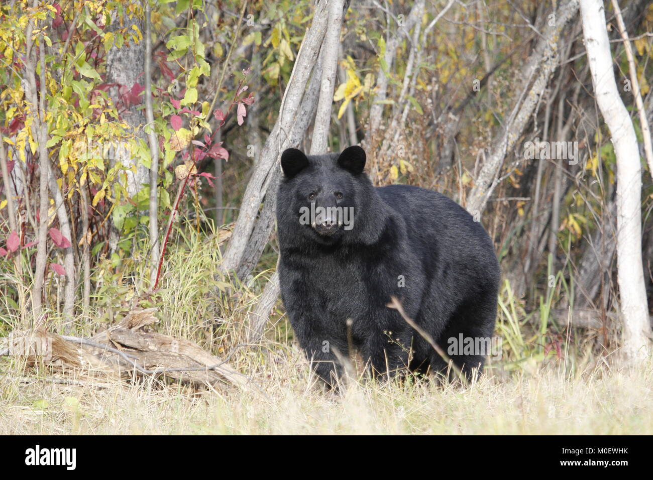Schönen wilden schwarzen Bären stehen innerhalb der buntes Laub im Herbst Stockfoto