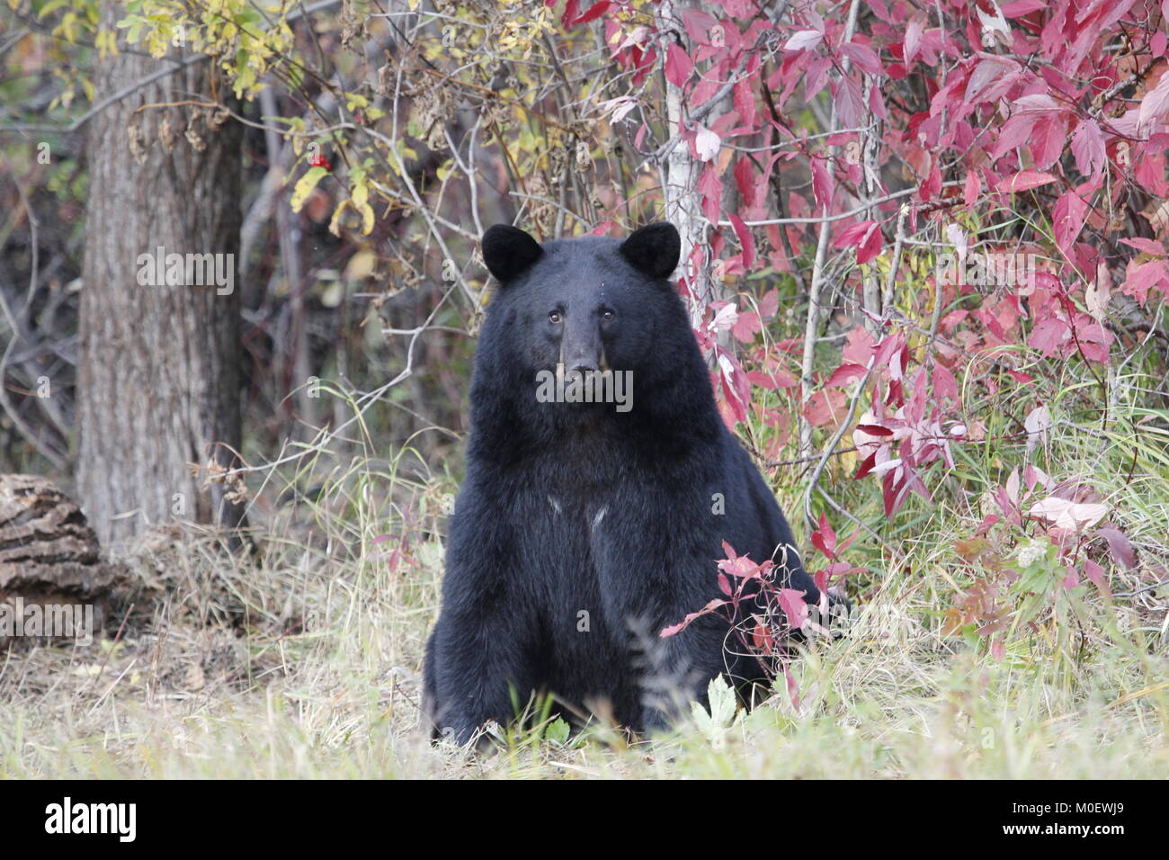 Neugierig schwarzer Bär sitzt in einem Wald von wunderschönen roten Herbstfarben Stockfoto