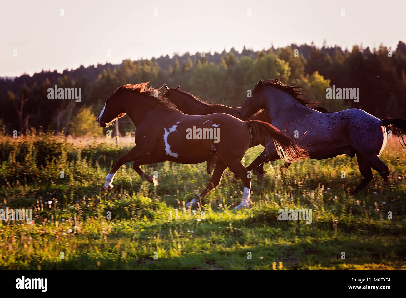 Pferde in einer Wiese, British Columbia, Kanada Stockfoto