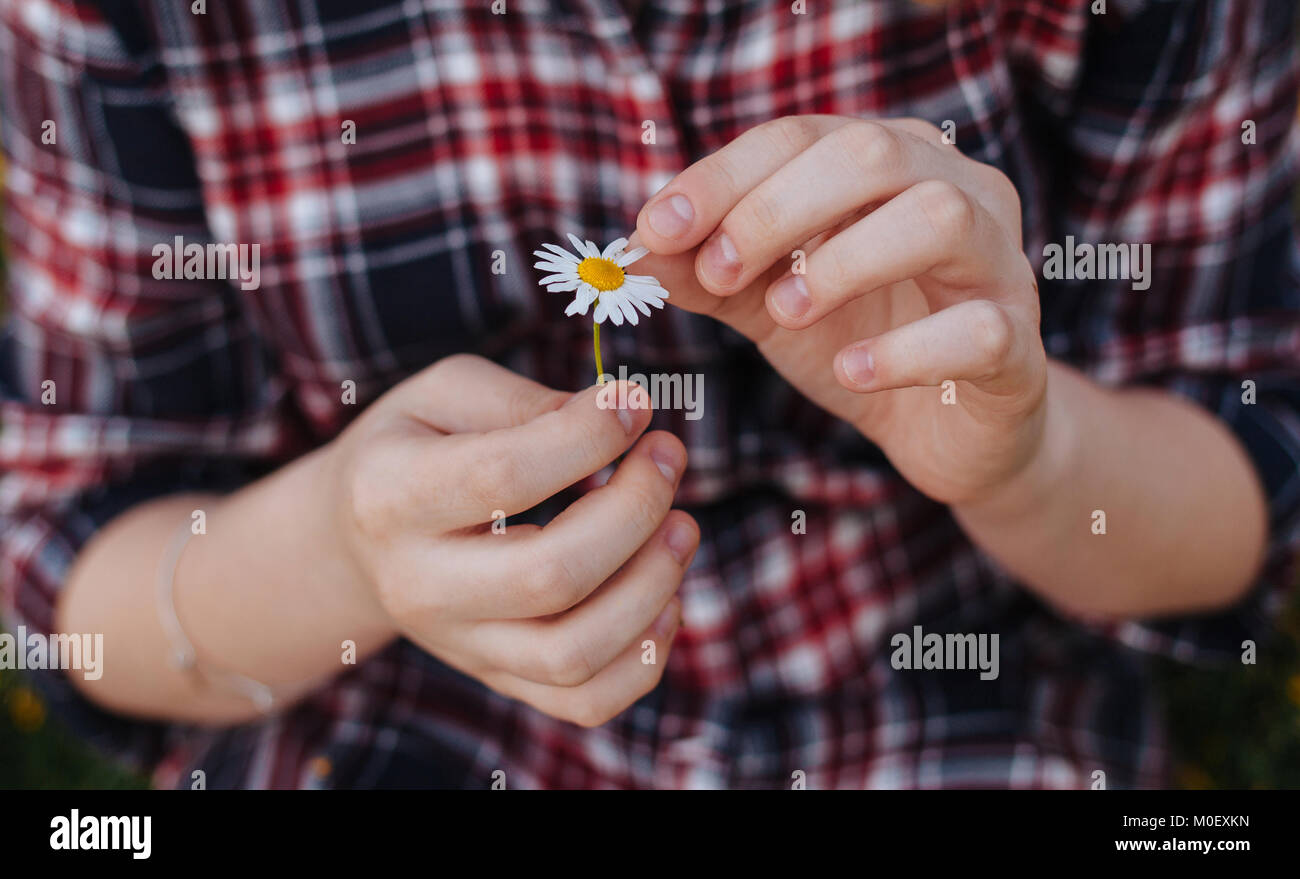 Nahaufnahme eines Mädchens Kommissionierung Blütenblätter aus einem daisy flower Stockfoto