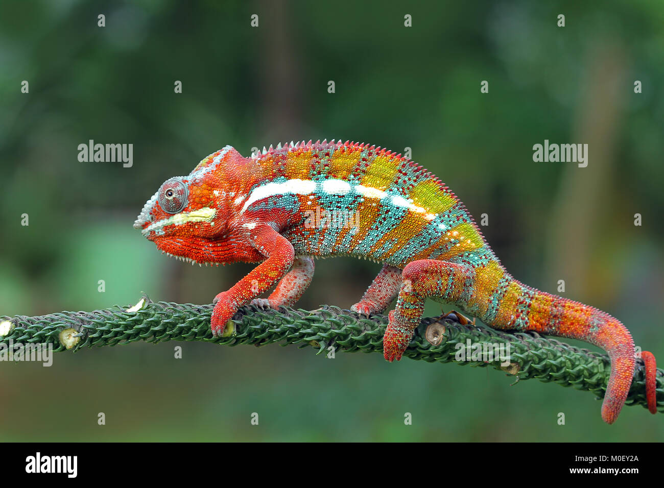 Pantherchamäleon auf einem Ast Stockfoto