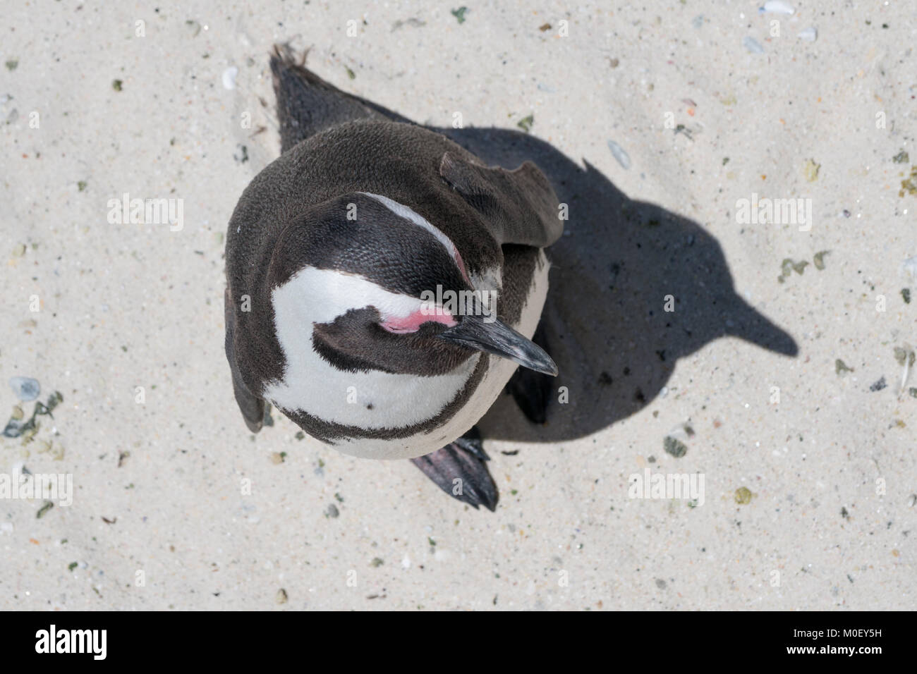 Ansicht von oben von einem Pinguin und seine Schatten, Boulders Beach, Simon's Town, Cape Town, Western Cape, Südafrika Stockfoto