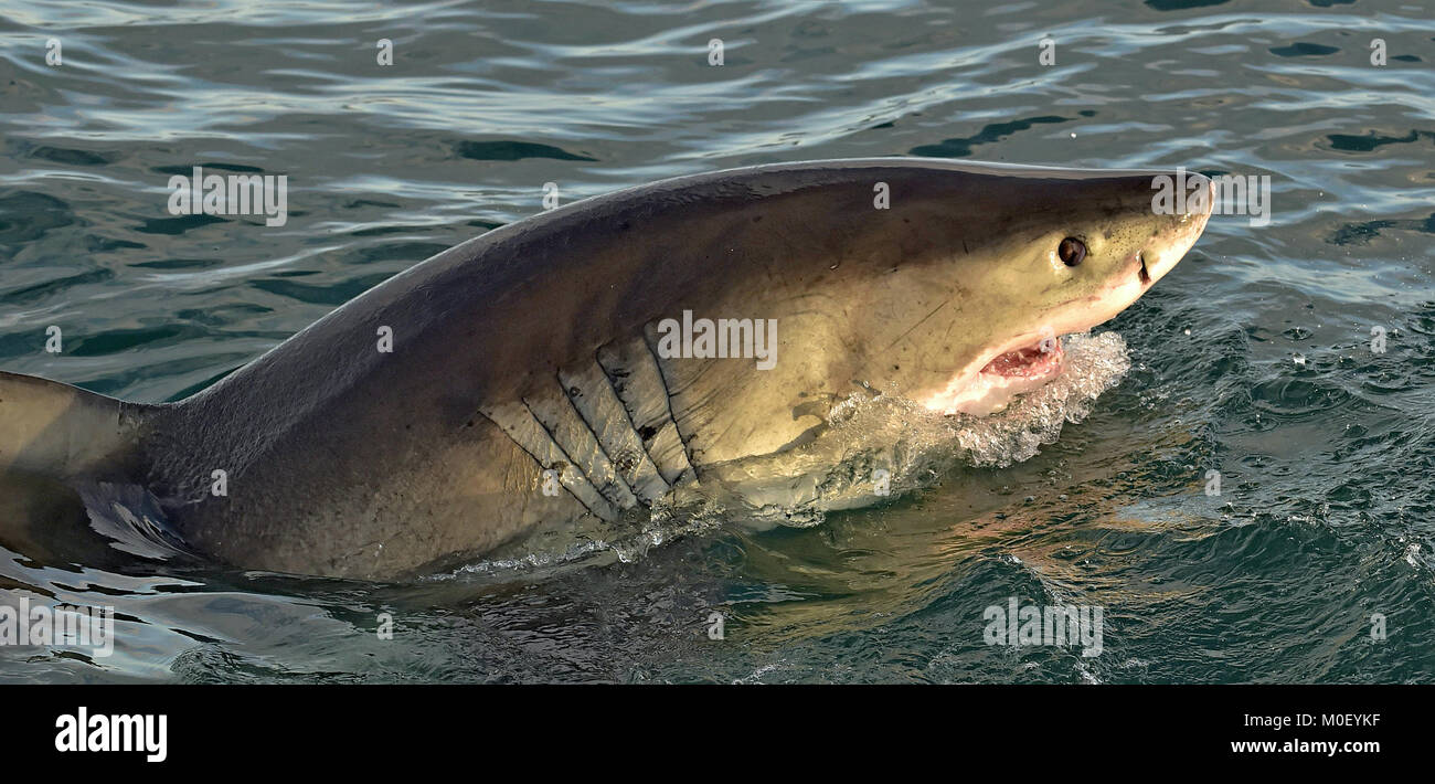 Great White Shark, Carcharodon carcharias, mit offenen Mund. Die False Bay, Südafrika, Atlantik Stockfoto