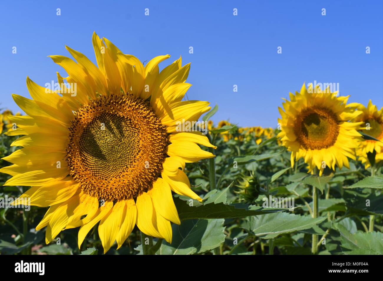 Riesige blumen Fotos und Bildmaterial in hoher Auflösung Alamy