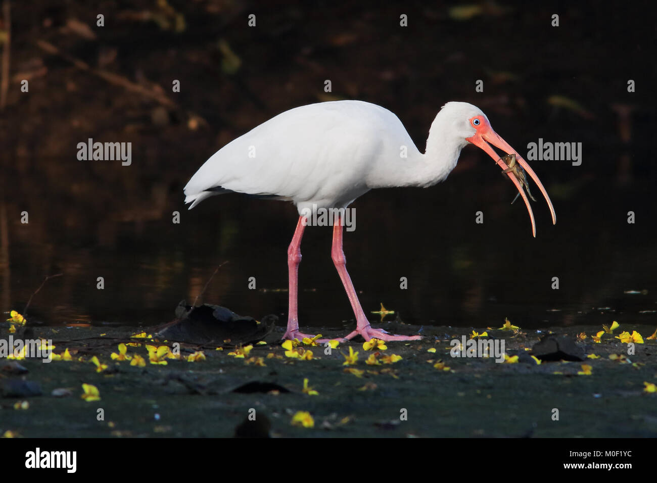 White Ibis (Eudocimus albus) Essen eine Krabbe. Playa Brasilito, Guanacaste, Costa Rica. Stockfoto White Ibis (Eudocimus albus) Essen eine Krabbe. Playa Brasilito, Guanacaste, Costa Rica. Stockfoto