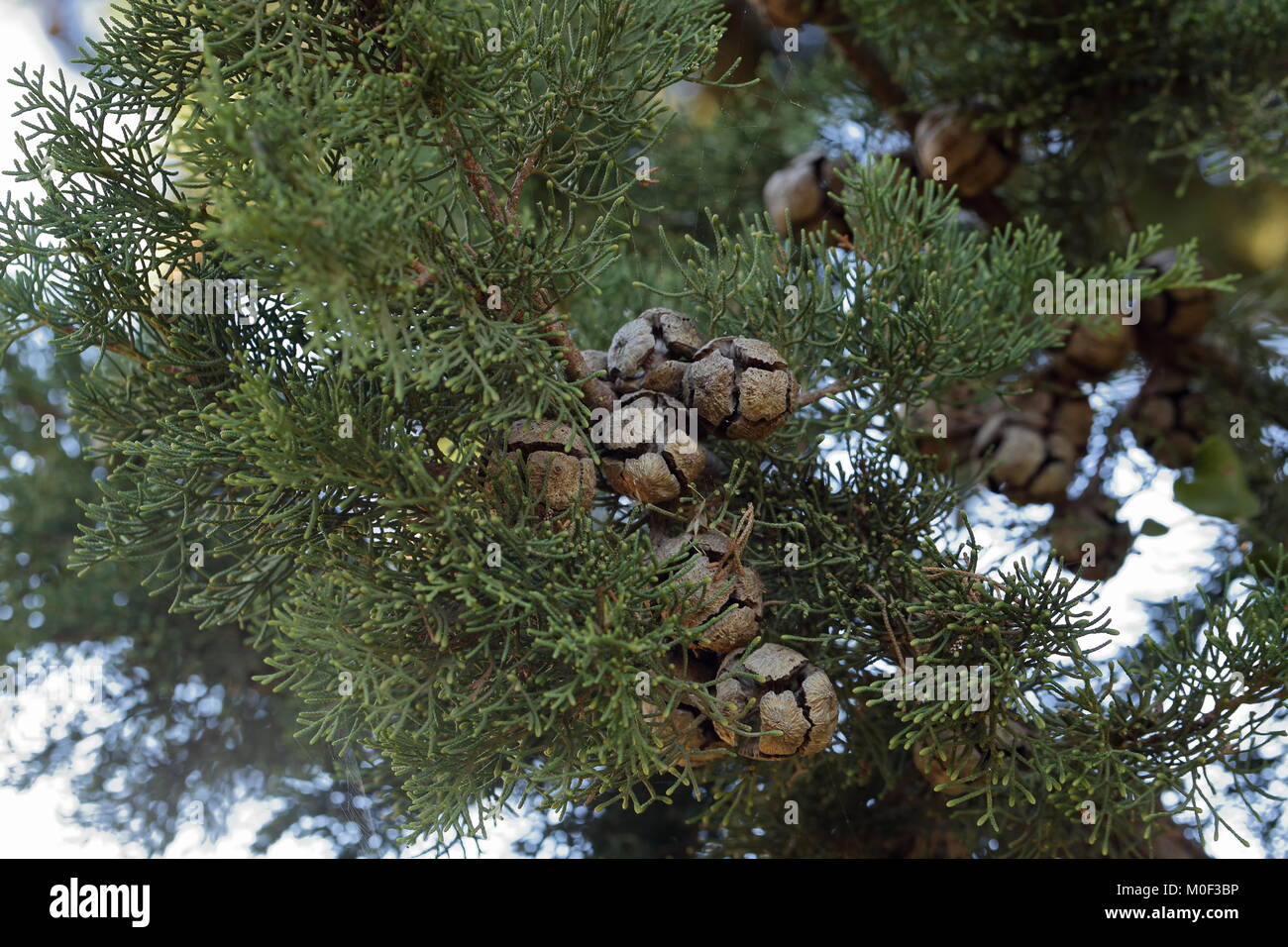 Das Mittelmeer Zypern, Cupressa sempervirens, zeigt seine Kugel - geformte Kegel offen für Samen, auf Kreta, Griechenland fotografiert. Stockfoto