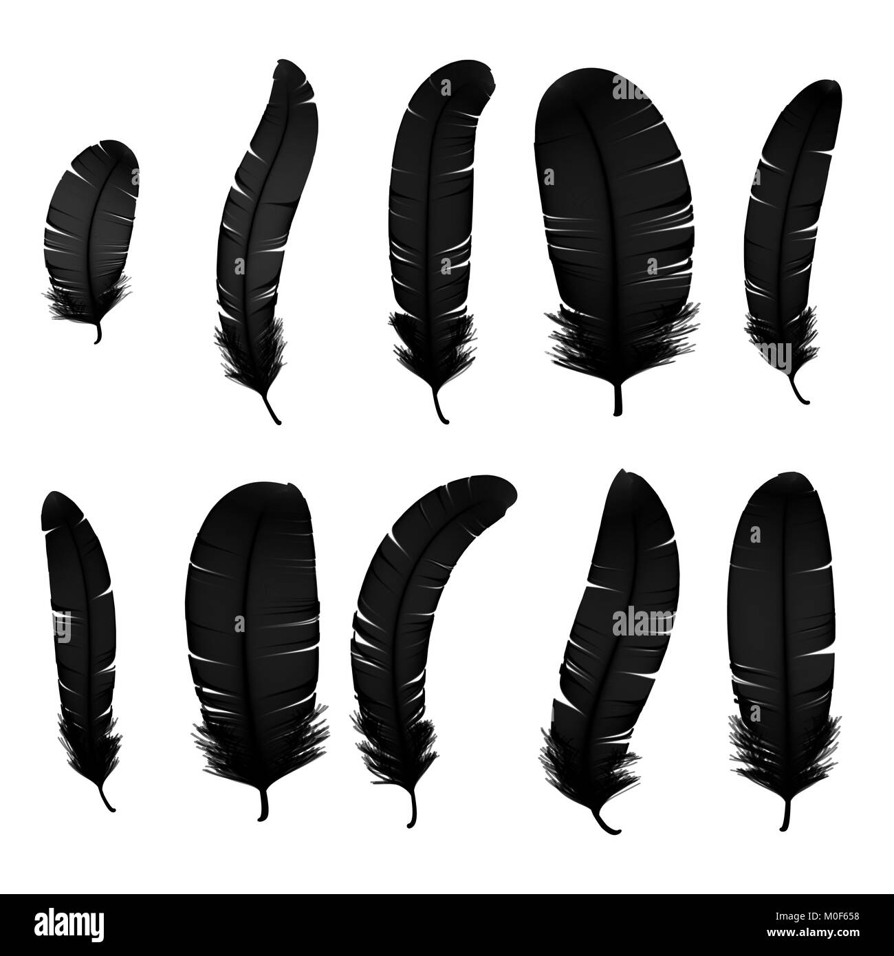 Satz von verschiedenen schwarzer Vogel Federn auf einen transparenten Hintergrund. Sammlung 3d-realistischen Stil weichen, flauschigen Makro swan Abbildung. Stift für Handschrift Stockfoto