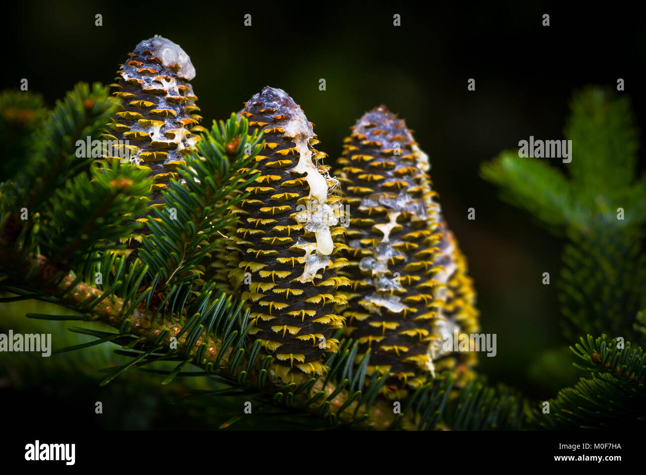 Kiefernzapfen mit Sap abgedeckt Stockfoto Kiefernzapfen mit Sap abgedeckt Stockfoto