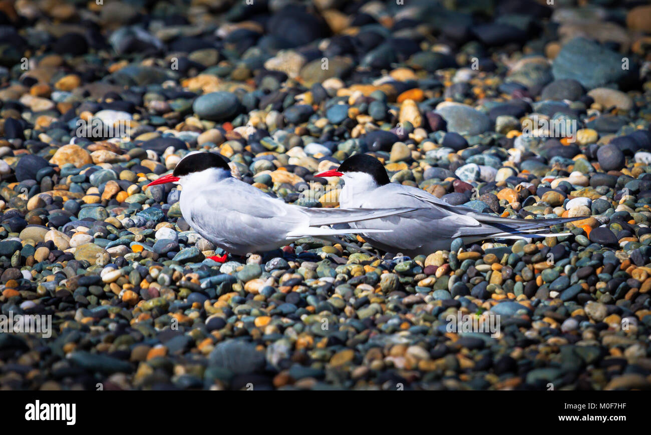 Küstenseeschwalbe (Sterna Paradisaea) ist ein Stern in der Familie Laridae Stockfoto