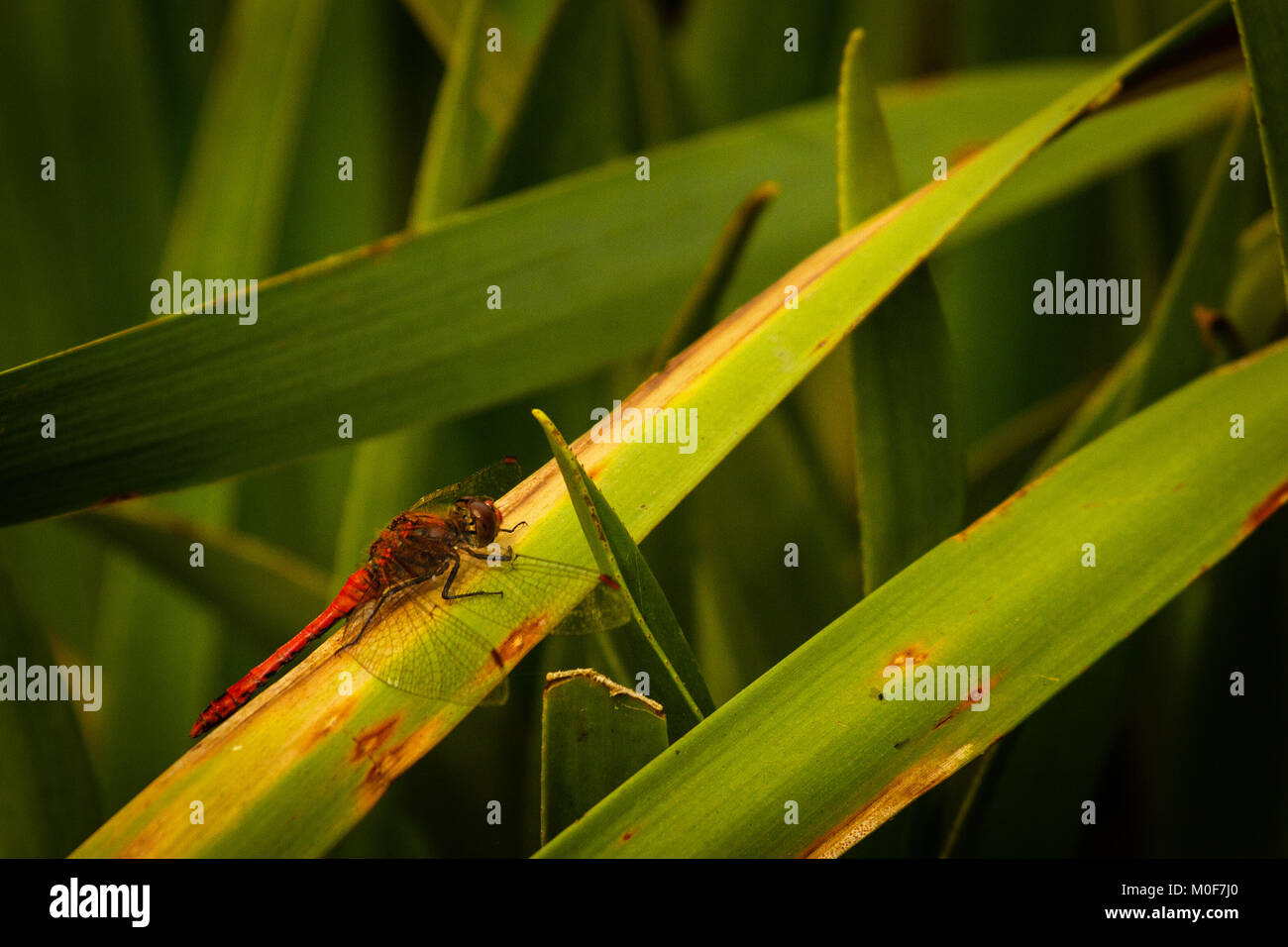 Der Rote Libelle, auch bekannt als Red-Veined Darter oder Nomad ist technisch als Sympetrum Fonscolombii bekannt und gehört zu der Gattung Aeshna Stockfoto Der Rote Libelle, auch bekannt als Red-Veined Darter oder Nomad ist technisch als Sympetrum Fonscolombii bekannt und gehört zu der Gattung Aeshna Stockfoto