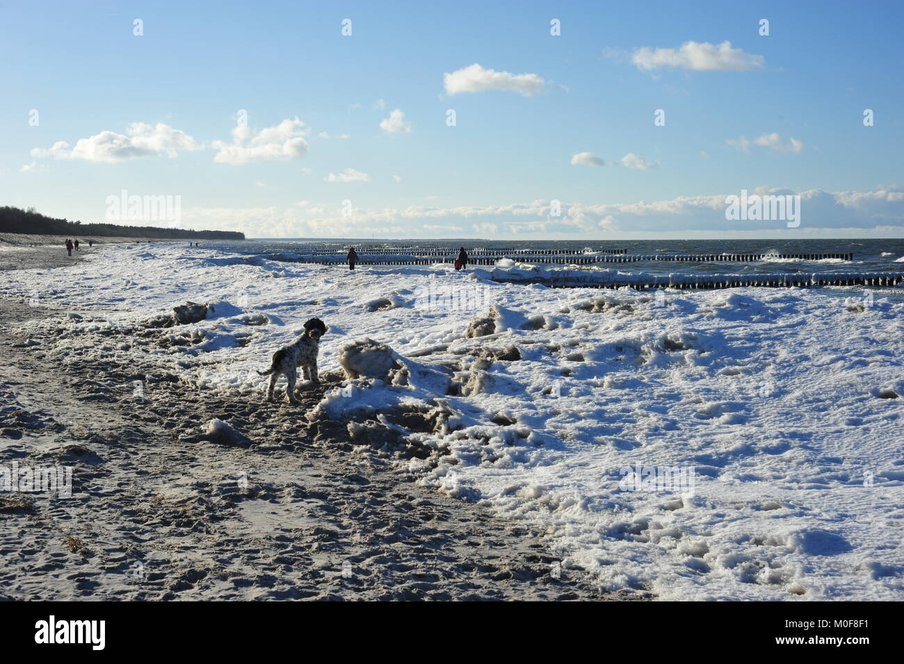 Wasser Hund wartet auf Eigentümer auf eisigen Küste der Ostsee Stockfoto