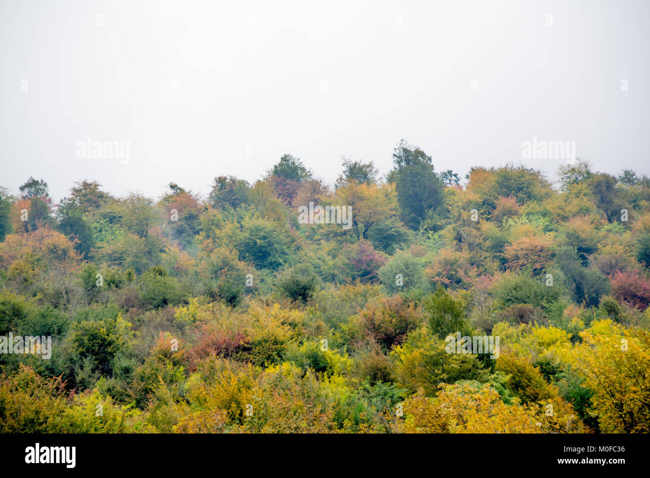 Wald im Norden des Iran Stockfoto