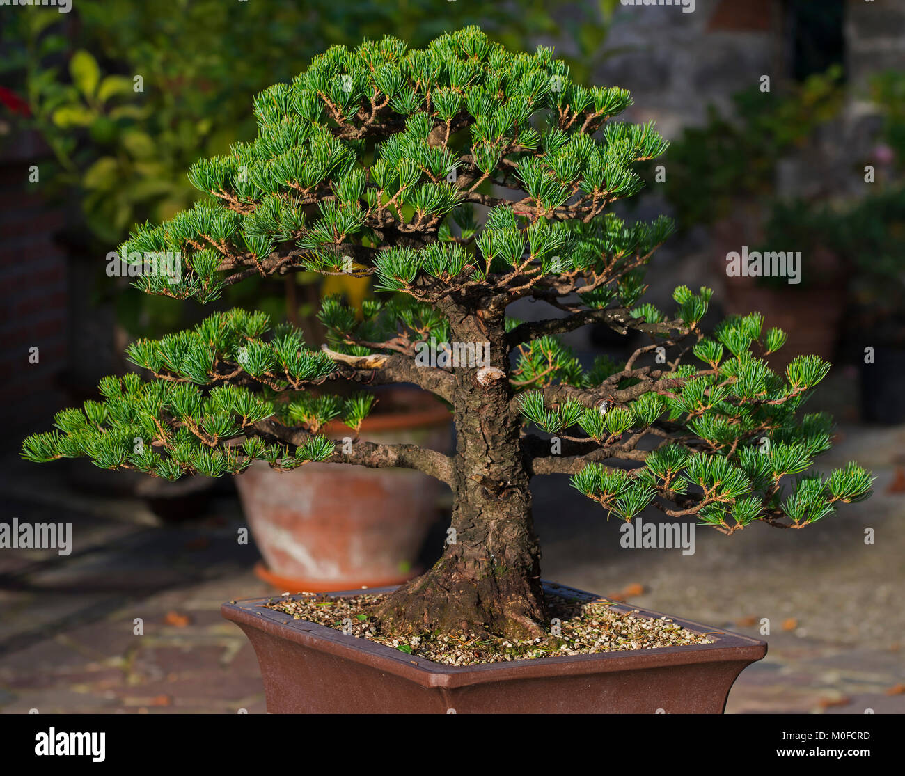 Bonsai Stockfoto