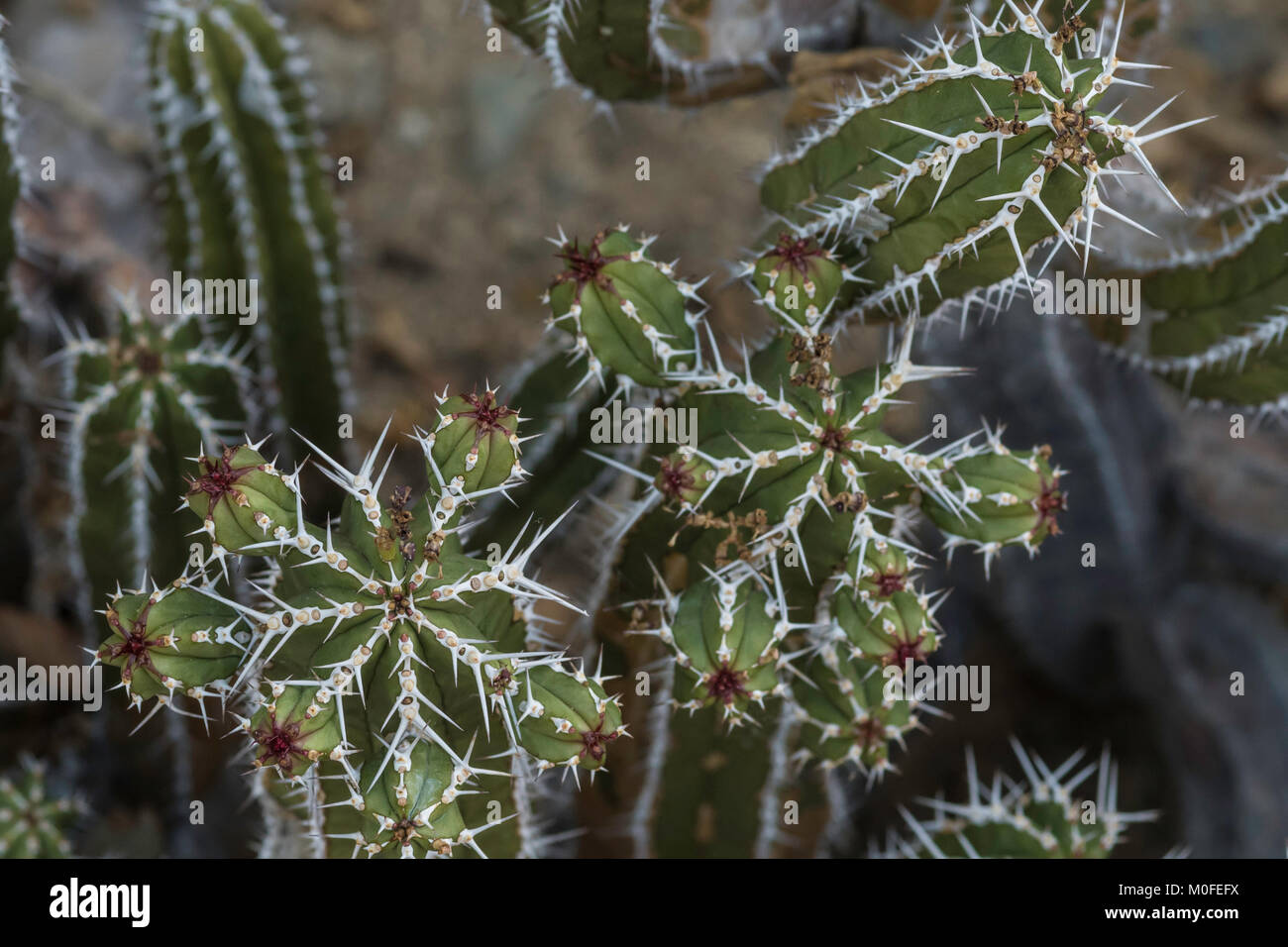 Nahaufnahme der euphorpia echinus Kaktus wie saftige Stockfoto