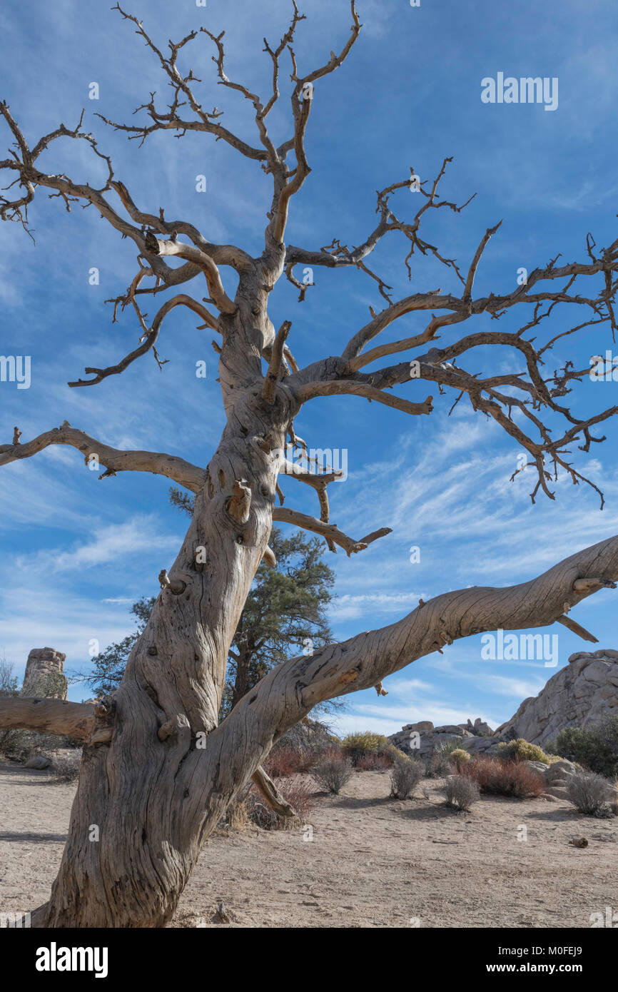Großen knorrigen Alten toten Baum in Joshua Tree National Park durch den Wind verdreht Stockfoto