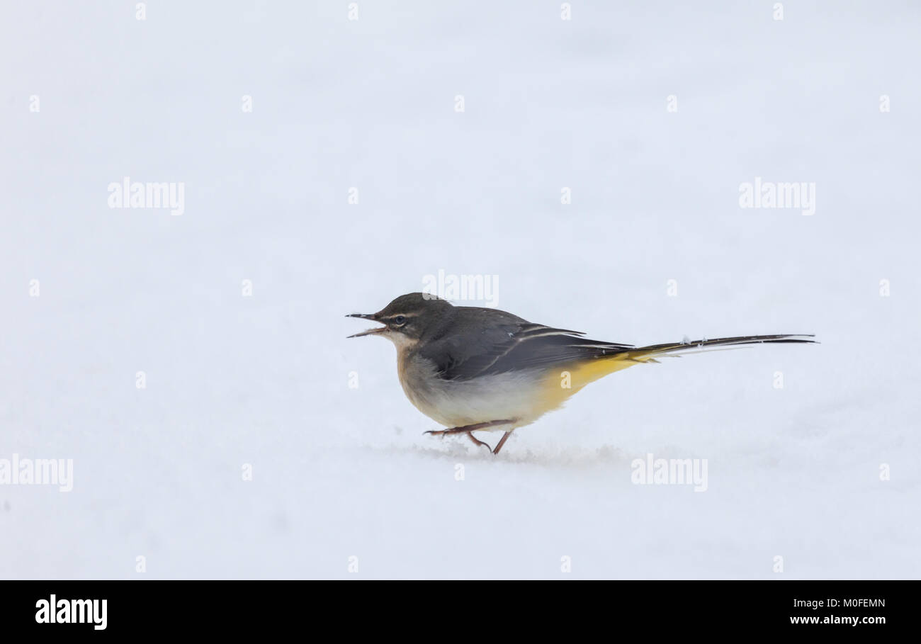 Gebirgsstelze, Motacilla cinerea, stehend im Schnee am Lochwinnoch RSPB Reservat, Schottland, Großbritannien. Stockfoto