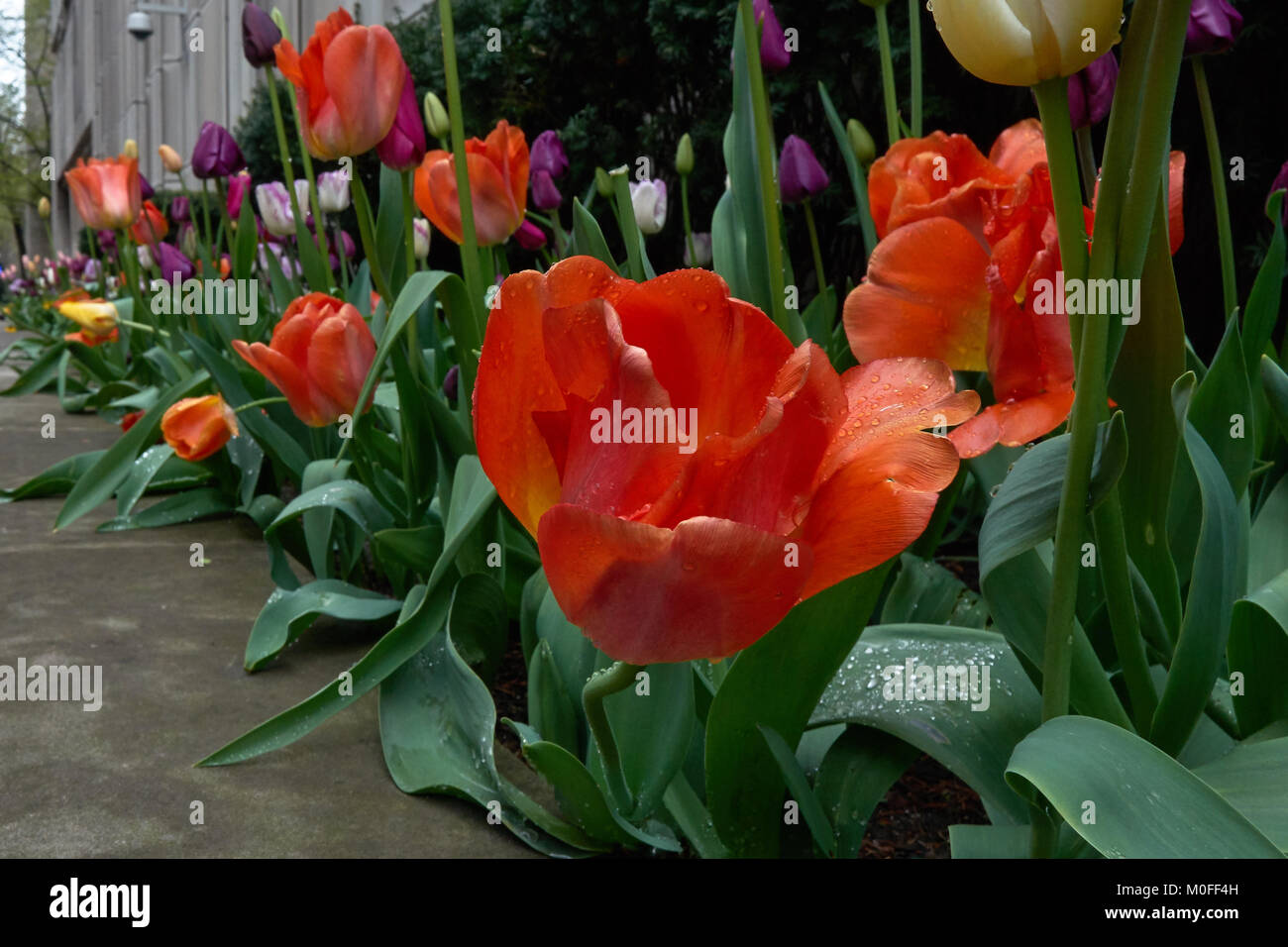 Chicago Tulip in einem Garten, nachdem Regen Stockfoto