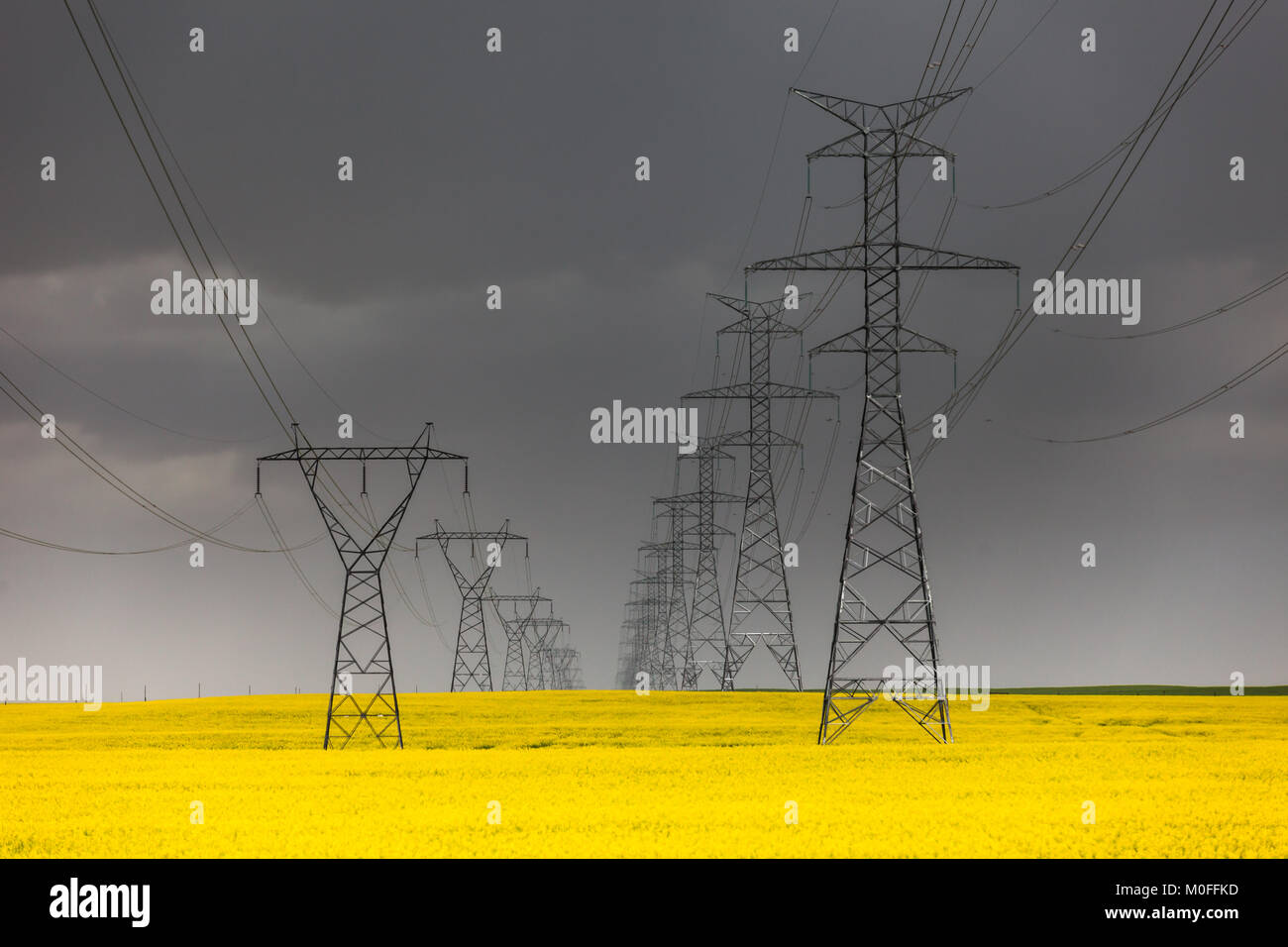 Stromleitungen im Gelben Raps Felder in einem Sturm Stockfoto