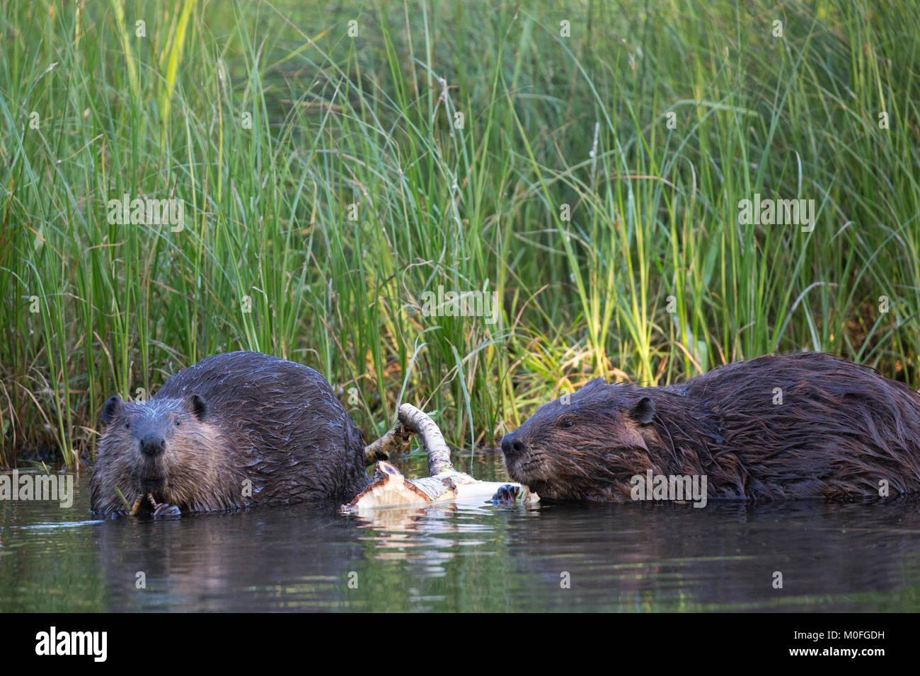 Bibermutter und Junge (Castor canadensis) in einem Teich, der sich von Rinde aus dem Balsam-Pappelbaum ernährt Stockfoto
