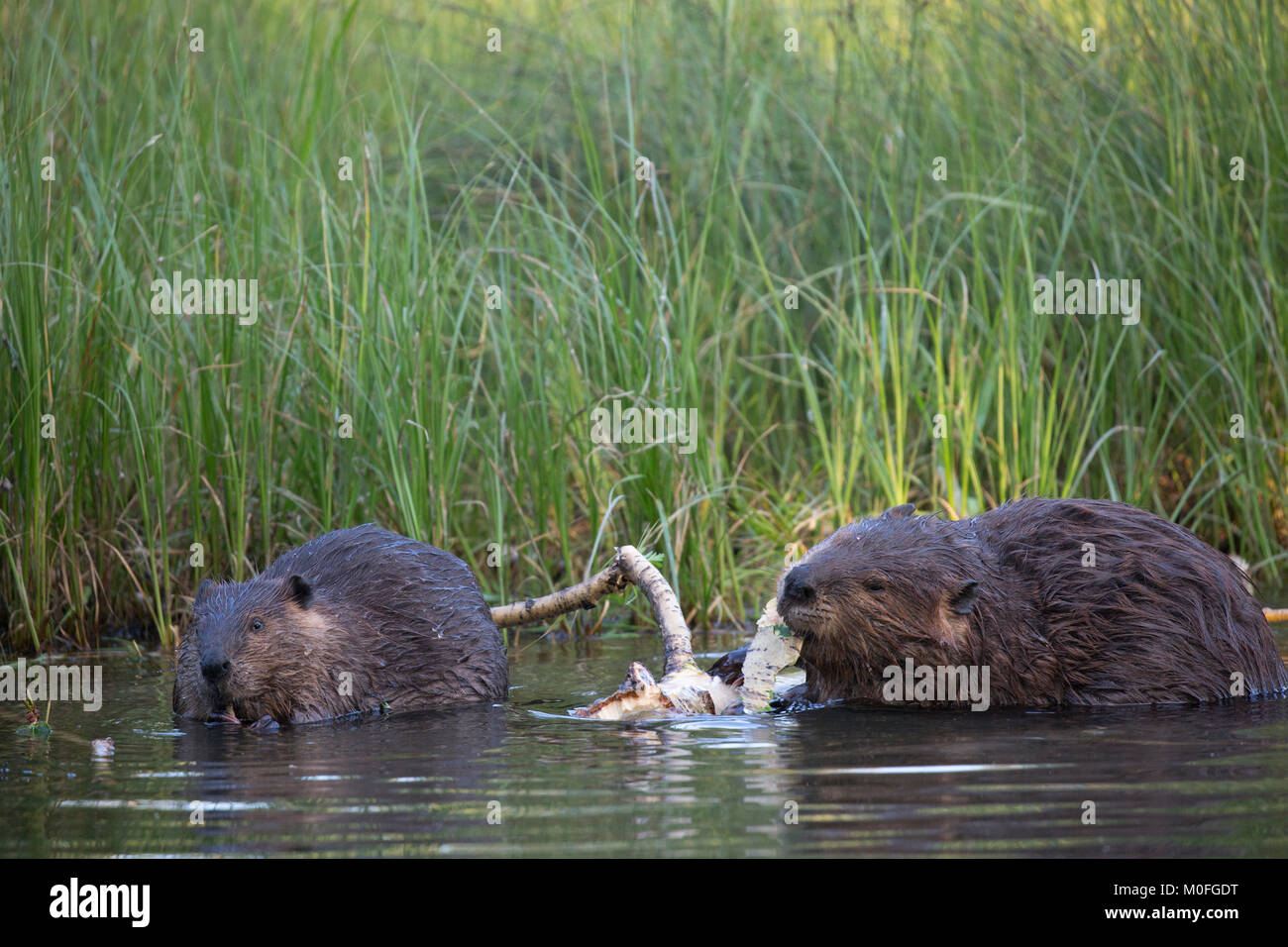 Bibermutter und Junge (Castor canadensis) in einem Teich, die auf Rinde von Balsam-Pappelbaum-Ast kauen Stockfoto