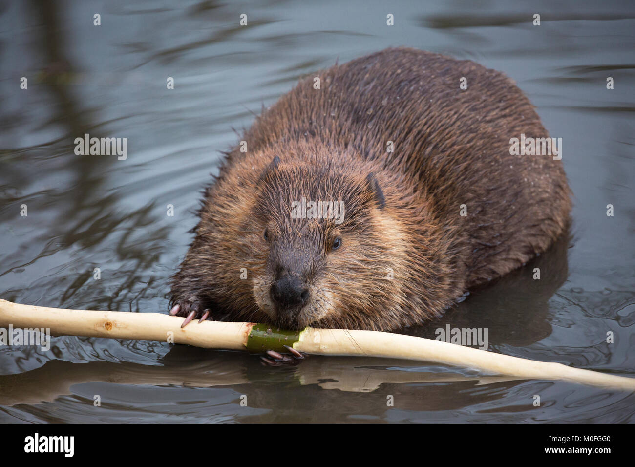 Biber (Castor canadensis) im Teich, der sich von der Rinde des Baumzweiges ernährt Stockfoto