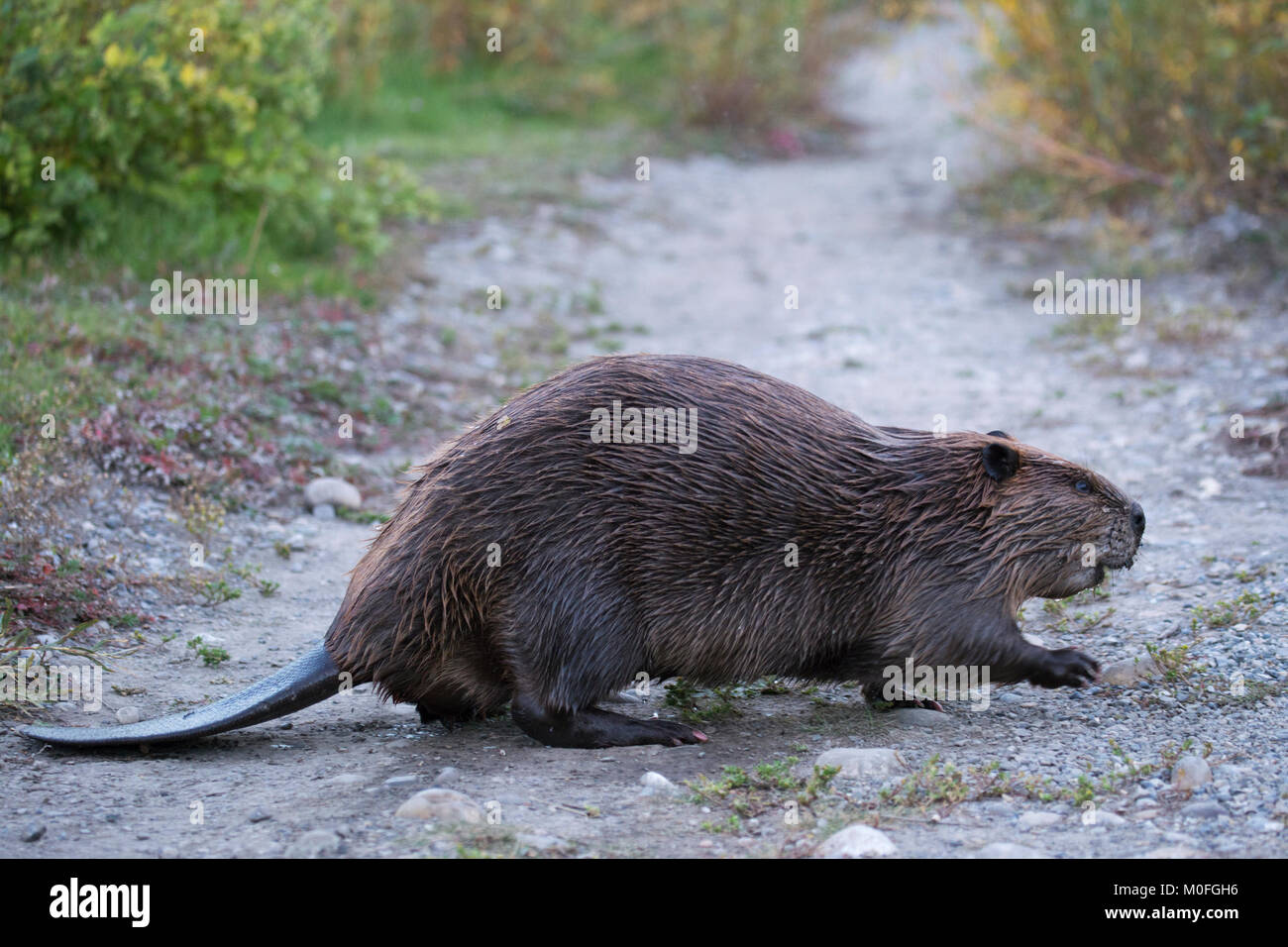 Beaver (Castor canadensis) überquert einen Pfad in einem Stadtpark Stockfoto