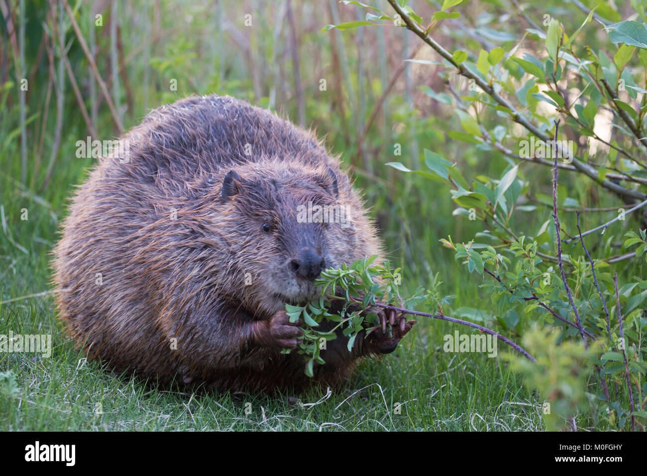 Biber (Castor canadensis) füttert Wildrosenbusch (Rosa spp) Stockfoto