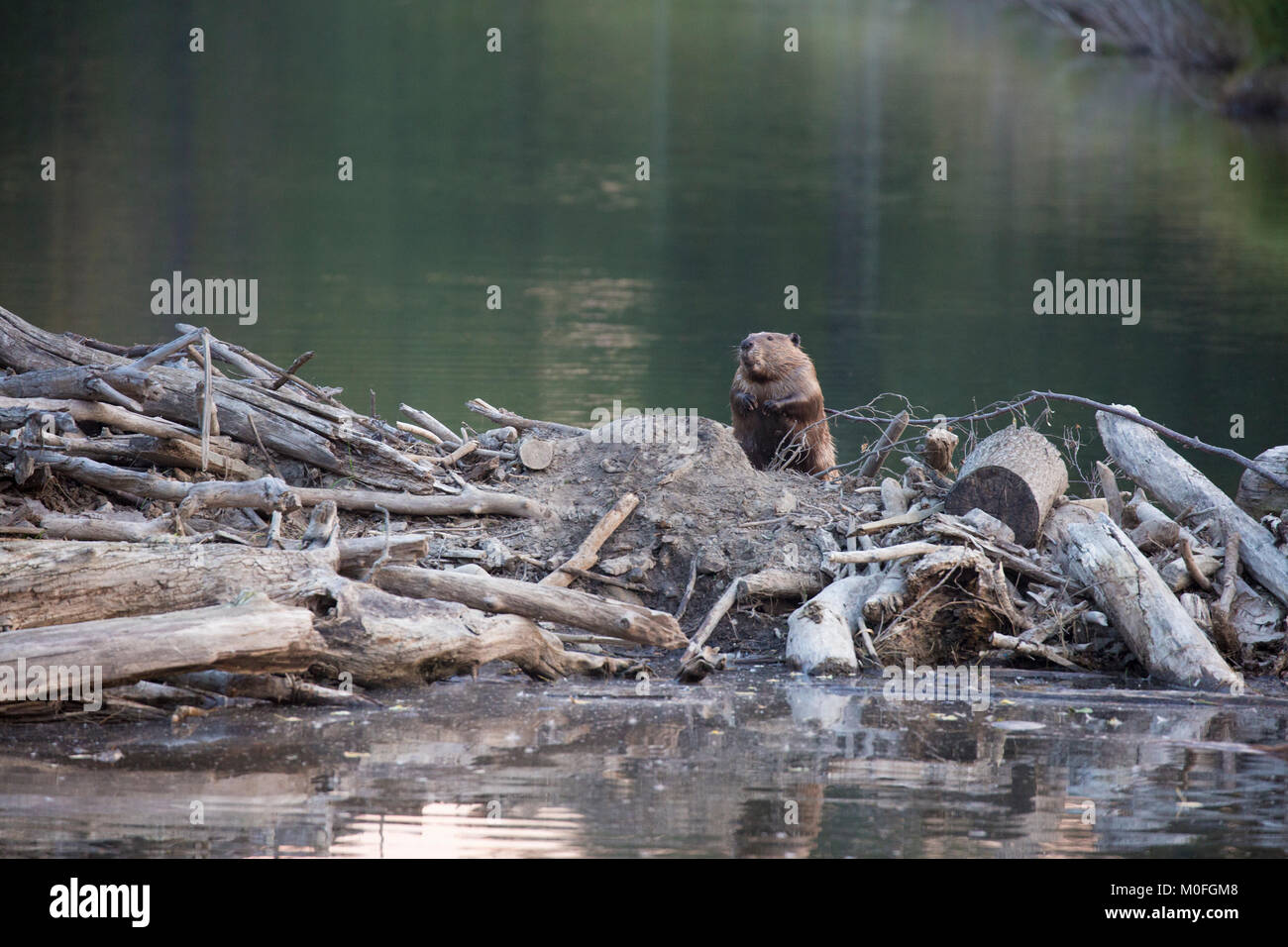 Beaver (Castor canadensis) auf dem Damm stehend Stockfoto