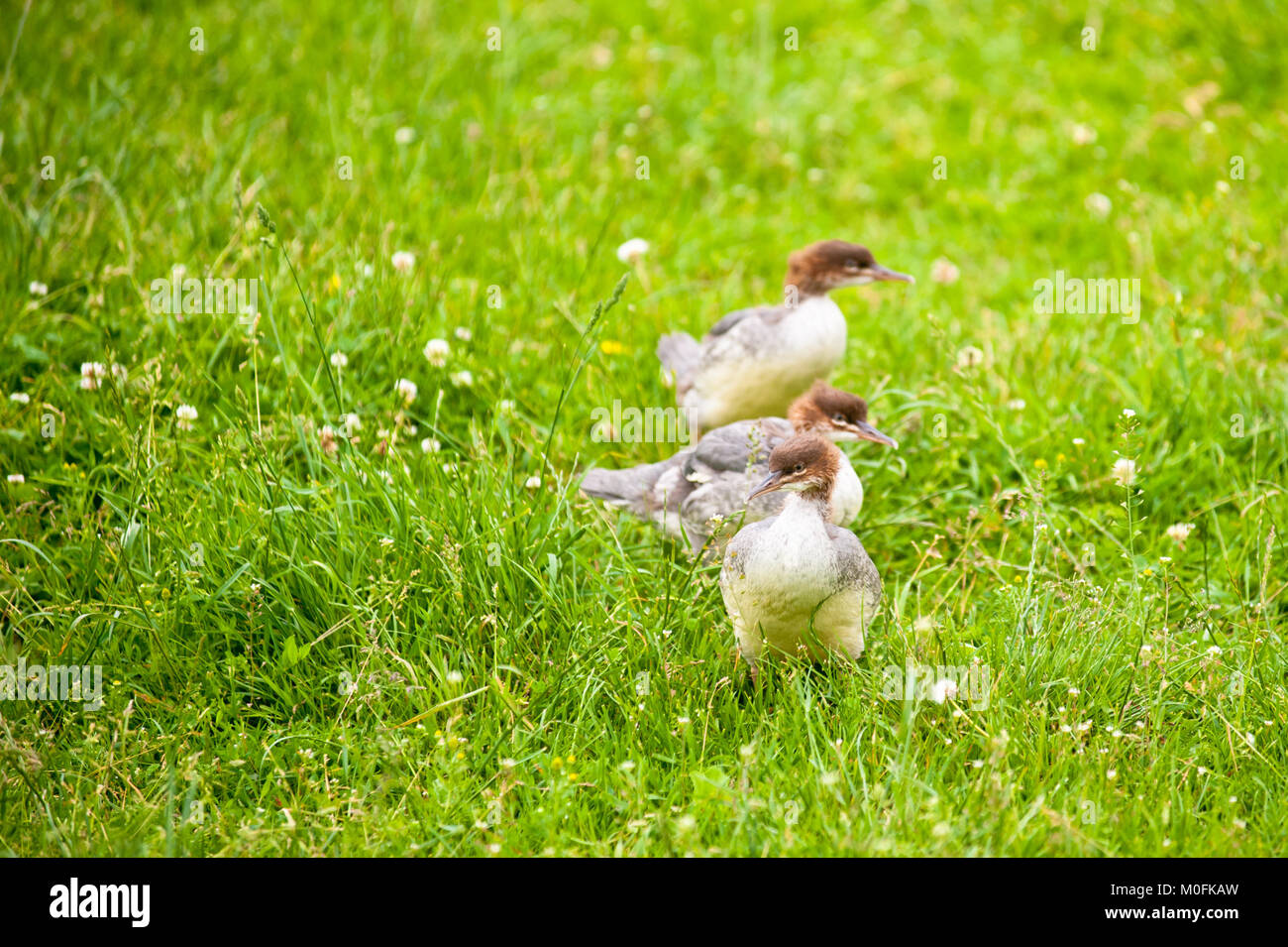 Drei Entenküken mit braunen Kopfwundern durch eine Wiese mit Klee in Blüte. Stockfoto
