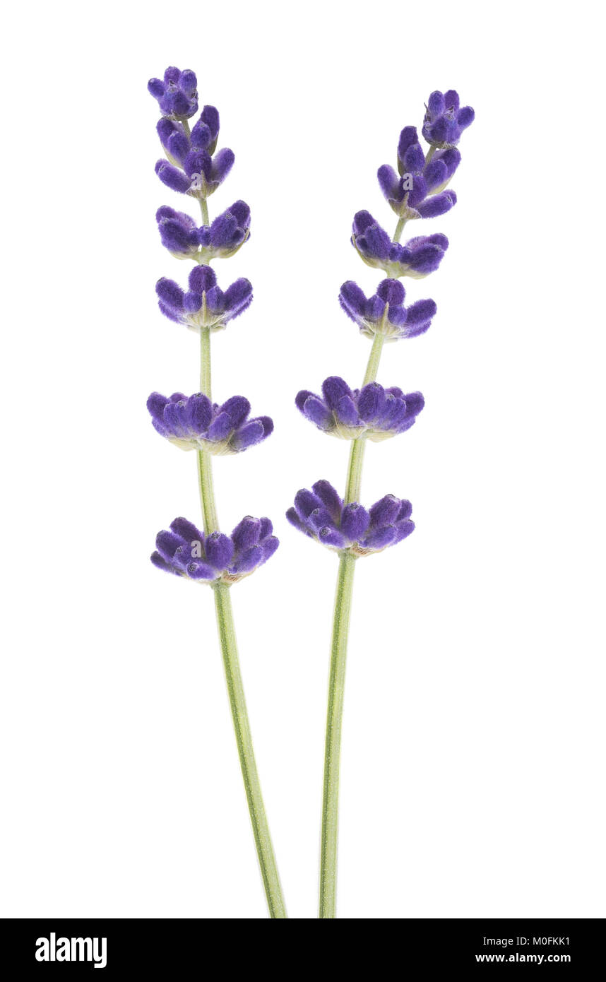Lavendel Blumen auf weißem Hintergrund Stockfoto