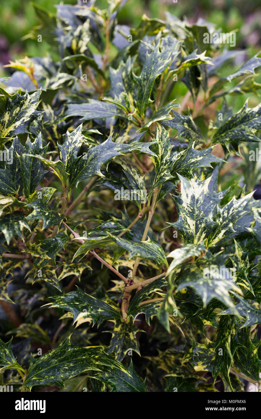 Osmanthus heterophyllus 'Tricolor' Stockfoto